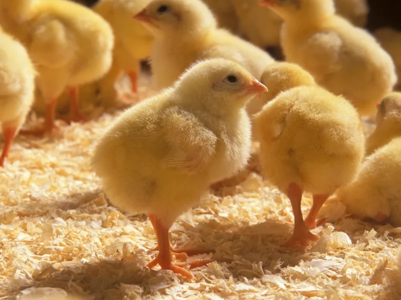 group-of-of-little-chickens-in-a-chicken-farm-indo-2025-03-23-19-51-09-utc group-of-of-little-chickens-in-a-chicken-farm-indo-2025-03-23-19-51-09-utc