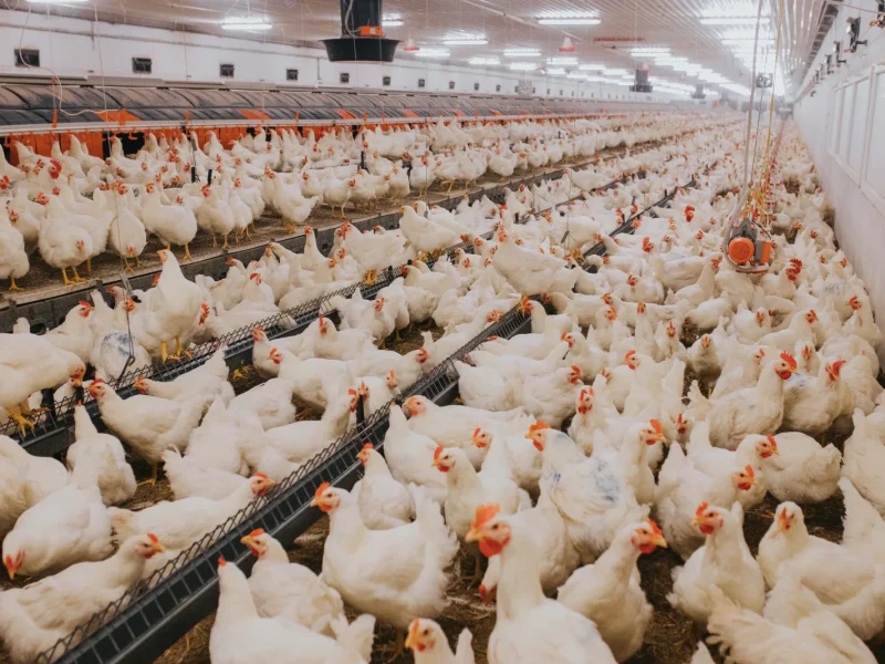 selective-focus-shot-of-indoors-chicken-farm-chic-2025-02-02-21-25-49-utc selective-focus-shot-of-indoors-chicken-farm-chic-2025-02-02-21-25-49-utc