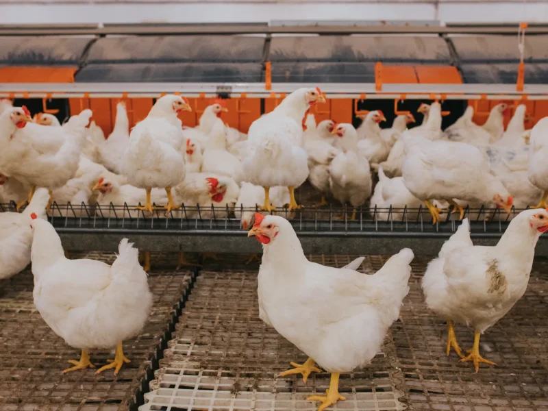 selective-focus-shot-of-indoors-chicken-farm-chic-2025-02-11-18-02-58-utc selective-focus-shot-of-indoors-chicken-farm-chic-2025-02-11-18-02-58-utc